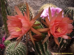 Echinopsis Hybride 019